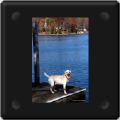 Dock Dog.jpg